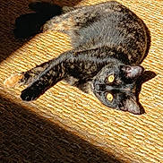 Yumi participe au concours pour gagner de l'argent avec cette photo : animal, cat, closeup, comfort, cozy, cute, domestic, feline, fur, indoor, laying_down, pet, relaxed, resting, shadow, sunlight, texture, tortoiseshell, woven_mat, yellow_eyes
