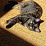 animal, cat, closeup, comfort, cozy, cute, domestic, feline, fur, indoor, laying_down, pet, relaxed, resting, shadow, sunlight, texture, tortoiseshell, woven_mat, yellow_eyes