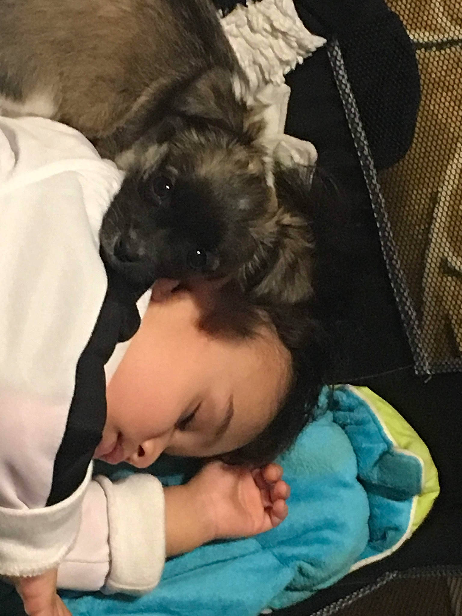 Numnums is registered to the contest to win money with this photo: canidae, carnivore, child, comfort, companion_dog, dog, dog_breed, ear, fawn, nap, non_sporting_group, puppy, puppy_love, shih_tzu, toddler