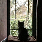 La Fée Clochette participe au concours pour gagner de l'argent avec cette photo : cat, window, cushion, indoor, silhouette, nature, tree, glass, pane, quiet, pet, animal, feline, looking_out, resting, shadow, home, cozy, still_life, daylight