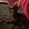 cat, tortoiseshell, sleepy, relaxed, pet, feline, whiskers, ears, paws, fur, striped_fur, indoors, bed, blanket, pink_blanket, gray_fabric, human_hand, cuddling, close_up, portrait