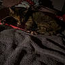 Whiskey joined the competition — help win amazing prizes! cat, kitten, tabby, sleeping, lying_down, curled_up, pet, animal, furry, striped_fur, indoors, bedroom, blanket, bedding, clothing, cozy, dim_lighting, nighttime, relaxed, cute