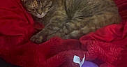 Whiskey joined the competition — help win amazing prizes! cat, tabby_cat, sleeping, curled_up, red_blanket, purple_toy, bed, cozy, indoors, domestic_animal, feline, resting, relaxed, fur, whiskers, ears, soft_blanket, nap, pet, portrait