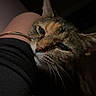 cat, tabby_cat, pet, feline, close_up, portrait, whiskers, ears, eyes, paw, fur, brown, gray, orange, relaxed, sleepy, cuddling, person, black_clothing, indoor
