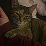 Whiskey joined the competition — help win amazing prizes! cat, tabby_cat, pet, animal, feline, whiskers, ears, paws, fur, striped_fur, relaxed, sleepy, lounging, lap, indoor, cozy, blanket, couch, portrait, close_up