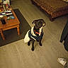 Nina is registered to the contest to win money with this photo: dog, black_dog, pet, indoor, living_room, wooden_floor, couch, coffee_table, slippers, clothing, attentive, furniture, floor, seat, domestic_animal, household_items, sitting, looking_up, casual, cozy