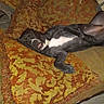 Nina is registered to the contest to win money with this photo: dog, black_dog, pet, couch, cushion, orange, yellow, patterned, indoor, relaxed, tongue_out, lying_down, home, animal, fur, resting, domestic_animal, comfort, sleepy, paw