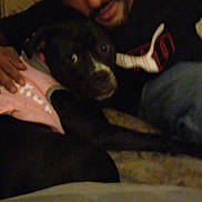 Nina is registered to the contest to win money with this photo: man, dog, indoor, cuddle, pet, black_dog, pink_clothing, person, face, canine, closeup, affection, blurred, casual, home, warm_lighting, window, sitting, beard, short_hair