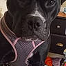 animal, black_dog, brown_furniture, canine, close_up, cute, dog, domestic_animal, dresser, fabric, floor, furniture, harness, household, indoor, looking_at_camera, pet, portrait, room, sitting