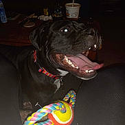 Nina is registered to the contest to win money with this photo: dog, black_dog, pet, tongue_out, collar, rope_toy, indoor, table, cup, happy, playful, mouth_open, canine, animal, domestic_animal, toy, colorful, panting, closeup, night