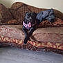 dog, black_dog, pink_harness, couch, vintage_furniture, patterned_upholstery, indoor, relaxed, tongue_out, pet, animal, wooden_floor, blanket, home, living_room, resting, canine, furniture, comfort, domestic
