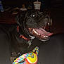 Nina is registered to the contest to win money with this photo: dog, black_dog, playful, tongue_out, open_mouth, collar, toy, rope_toy, tennis_ball, indoor, table, drink_cup, clutter, dark_background, pet, animal, happy, excited, close_up, human_legs