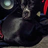animal, black_dog, blurred_background, casual, companion, couch, cozy, dog, domestic_animal, face, furniture, human_face, indoor, living_room, looking_back, pet, relaxed, resting, screen, speaker