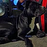 black_dog, casual, couch, dark_hair, dog, furniture, home, indoor, leisure, living_room, necklace, person, pet, red_clothing, relaxed, screen, seated, side_view, technology, television