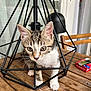 Kiara a rejoint le concours — aidez-le/la à gagner de superbes lots ! kitten, cat, wooden_table, metal_frame, lamp, indoor, curious, pet, furniture, chair, cigarette_box, red, black, white, brown, tabby, closeup, whiskers, paws, exploration