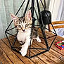 Kiara a rejoint le concours — aidez-le/la à gagner de superbes lots ! cat, kitten, tabby, curious, paw, lamp, metal_frame, wooden_table, indoor, pet, animal, feline, young, playful, household, window, chair, cigarettes, background, exploring
