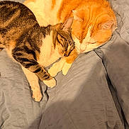 Kiara a rejoint le concours — aidez-le/la à gagner de superbes lots ! animal, blanket, cat, companion, cozy, cute, domestic_animal, feline, fur, indoor, orange_cat, pets, relaxation, resting, sleeping, snuggling, soft, tabby_cat, two_cats, whiskers