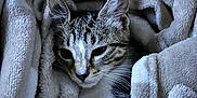 Kiara a rejoint le concours — aidez-le/la à gagner de superbes lots ! animal, blanket, cat, comfort, cozy, cute, ears, folds, fur, indoor, kitten, pet, resting, sleepy, snuggled, soft, tabby, texture, whiskers, young