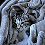animal, blanket, cat, comfort, cozy, cute, ears, folds, fur, indoor, kitten, pet, resting, sleepy, snuggled, soft, tabby, texture, whiskers, young