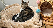 Kiara a rejoint le concours — aidez-le/la à gagner de superbes lots ! animal, blanket, cat, cozy, cute, domestic, feline, fur, green_bowl, home, indoor, pet, pet_bed, playful, pom_poms, relaxed, resting, tabby_cat, wicker_cat_house, wooden_floor