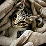 animal, blanket, cat, closeup, comfort, cozy, cute, domestic_cat, ears, feline, fur, indoor, pet, relaxing, resting, snuggled, soft, tabby, warm, whiskers