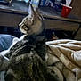 animal, blanket, blurred_background, bottle, cat, comfort, cozy, cup, domestic, fur, furniture, home, indoor, pet, relaxing, resting, side_view, soft, tabby, table