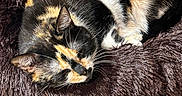 Priska a rejoint le concours — aidez-le/la à gagner de superbes lots ! animal, calico_cat, calm, cat, cozy, cute, domestic_animal, feline, fur, indoor, nap, pet_bed, plush, relaxation, resting, sleeping, soft, sunlight, whiskers, wooden_floor