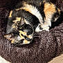 Priska a rejoint le concours — aidez-le/la à gagner de superbes lots ! cat, calico_cat, sleeping, pet_bed, plush, fur, indoor, sunlight, resting, cozy, wooden_floor, domestic_animal, animal, cute, feline, whiskers, relaxation, calm, soft, nap