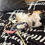 Priska participe au concours pour gagner de l'argent avec cette photo : cat, calico_cat, pet, toy, blanket, pillow, indoor, relaxed, fur, animal, resting, claw, white, black, orange, pattern, fabric, cozy, cute, sleepy