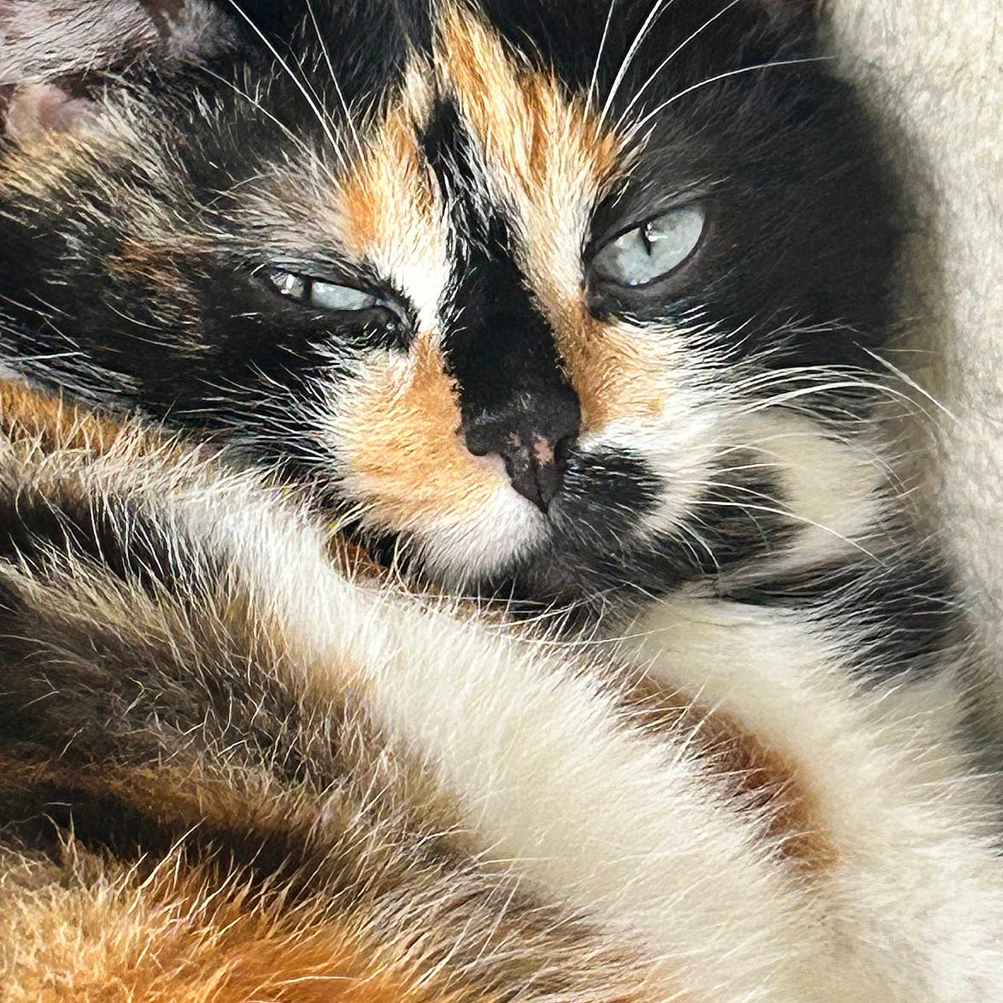 Priska participe au concours pour gagner de l'argent avec cette photo : animal, blue_eyes, calico_cat, cat, close_up, cute, ear, face, feline, fur, indoor, mammal, nose, pet, portrait, relaxed, resting, sleepy, soft_texture, whiskers