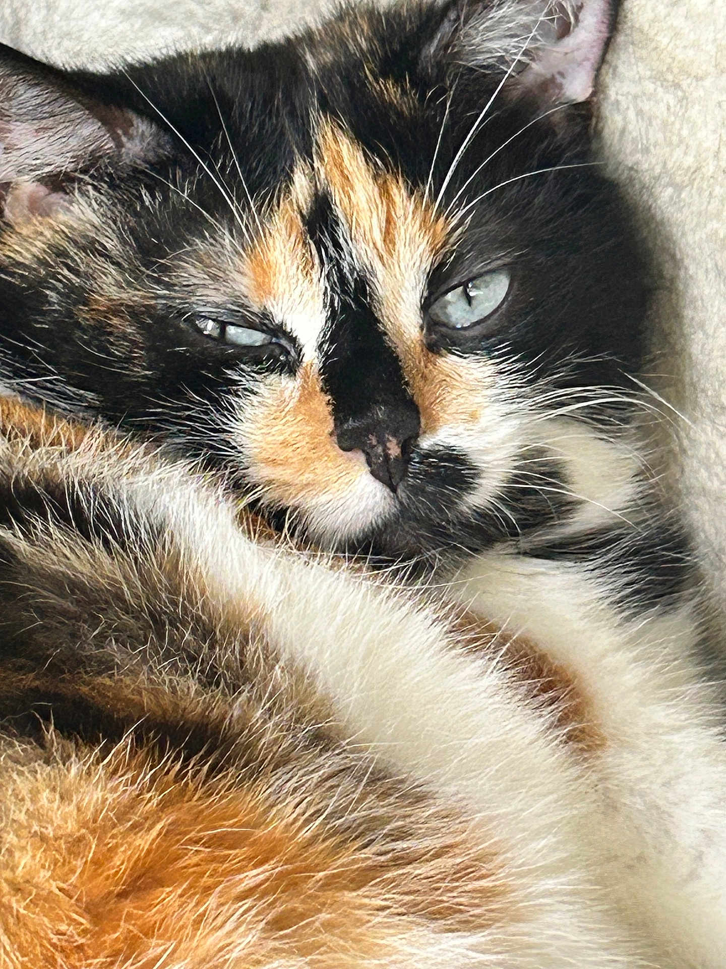Priska participe au concours pour gagner de l'argent avec cette photo : cat, calico_cat, close_up, fur, blue_eyes, relaxed, sleepy, pet, animal, whiskers, face, nose, ear, soft_texture, indoor, cute, mammal, feline, resting, portrait