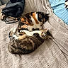animal, bed, blanket, calico_cat, cat, comfortable, cozy, feline, fur, indoor, pattern, pet, resting, sleeping, snuggling, soft_light, striped, tabby_cat, texture, warm