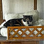 cat, calico_cat, pet_bed, wooden_frame, cushion, indoor, furniture, resting, cozy, animal, fur, looking, face, ears, whiskers, floor, wall, home, relax, comfort