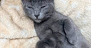 Perla a rejoint le concours — aidez-le/la à gagner de superbes lots ! kitten, gray_cat, pet, animal, feline, sleepy, cozy, blanket, soft_texture, resting, cute, whiskers, ears, fur, indoor, relaxed, mammal, young, domestic_animal, lying_down