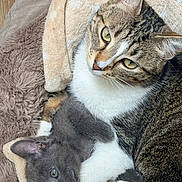 Perla participe au concours pour gagner de l'argent avec cette photo : cat, kitten, tabby_cat, gray_cat, snuggling, cozy, blanket, fur, pets, domestic_animal, sleeping_area, resting, closeup, indoor, cute, animal_pair, soft_texture, whiskers, ears, eyes