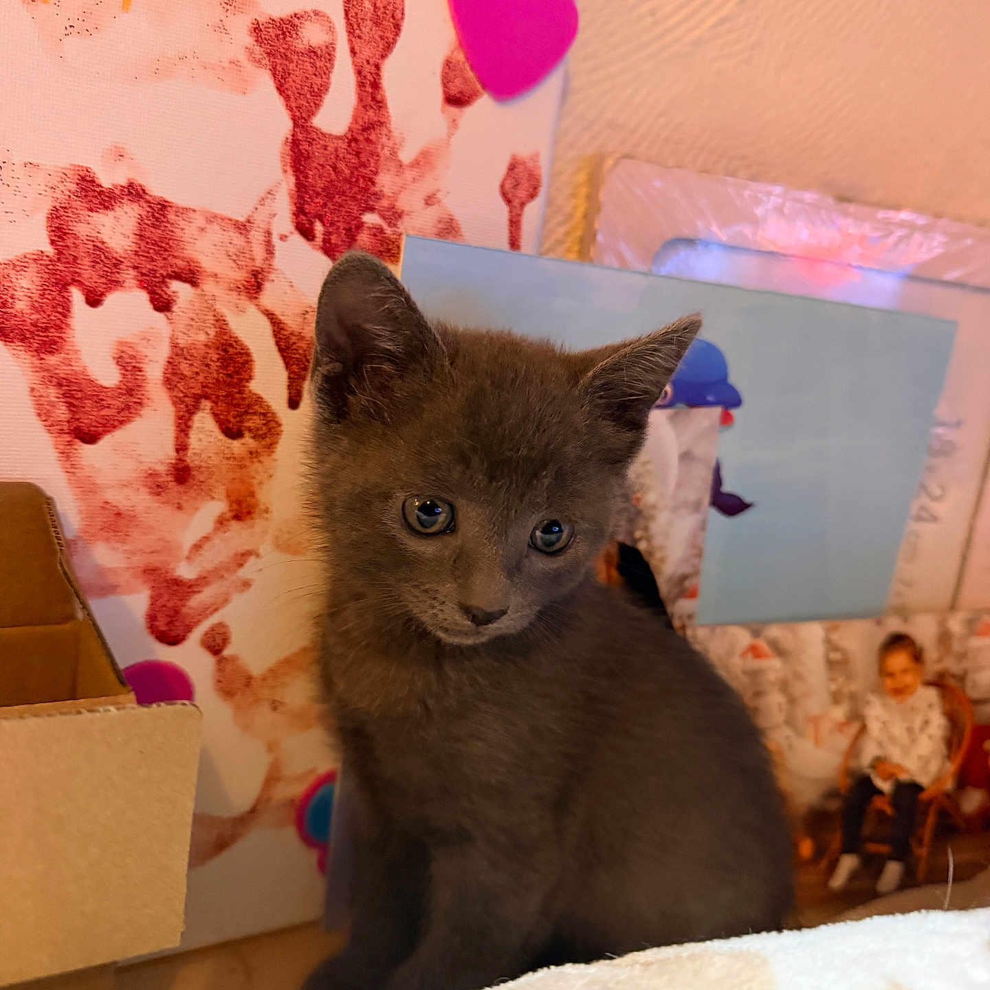 Perla a rejoint le concours — aidez-le/la à gagner de superbes lots ! kitten, cat, gray_cat, pet, animal, indoor, artwork, painting, photograph, cardboard_box, curious, fur, ears, eyes, young, cute, small, feline, wall, sitting