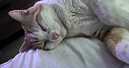 Caramel participe au concours pour gagner de l'argent avec cette photo : bedroom, bottle, cat, close_up, cozy, cup, domestic_animal, feline, fur, home_interior, indoor, nightstand, orange_and_white_cat, pet, quiet, relaxation, resting, sleeping, soft_lighting, white_bed_sheet