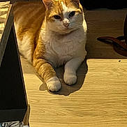Caramel a rejoint le concours — aidez-le/la à gagner de superbes lots ! animal, calm, cat, cozy, cute, domestic_cat, feline, fur, household, indoor, looking_at_camera, mammal, orange_cat, paws, pet, relaxed, resting, whiskers, white_cat, wooden_floor