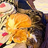 animal, bed, blanket, cat, cozy, cuddle, cute, domestic_cat, fur, indoor, orange_cat, pet, pillow, relaxation, resting, sleeping, snuggle, tabby_cat, two_cats, warm