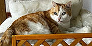 Caramel a rejoint le concours — aidez-le/la à gagner de superbes lots ! animal, cat, comfortable, cozy, curious, feline, fluffy_cushion, fur, home, indoor, looking, natural_light, orange_cat, pet, pillow, relaxed, resting, texture, white_cat, wooden_bed