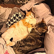Caramel a rejoint le concours — aidez-le/la à gagner de superbes lots ! animal, bed, blanket, cat, comfort, cozy, cute, domestic_animal, feline, fur, indoor, orange_cat, pets, pillow, relaxation, resting, sleeping, snuggling, tabby_cat, warm_lighting