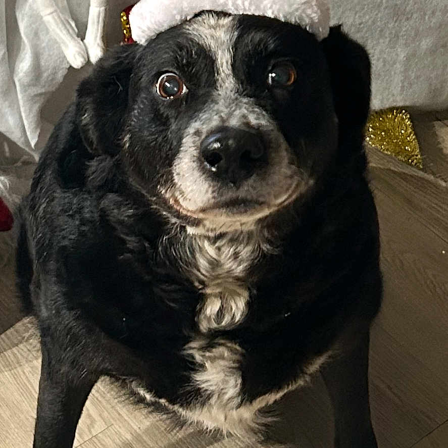 Bamby a rejoint le concours — aidez-le/la à gagner de superbes lots ! animal, black_and_white, christmas, curious, decorations, dog, elf_doll, festive, floor, holiday, holiday_decor, indoor, knitwear, pet, pine_cone, santa_hat, seasonal, toy_train, wide_eyes, wood_floor