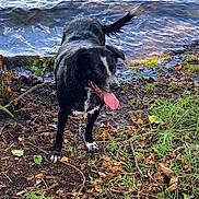 Bamby a rejoint le concours — aidez-le/la à gagner de superbes lots ! dog, black_and_white, water, mud, grass, leaves, outdoor, tongue_out, tail, wet, nature, animal, shore, playful, summer, pet, canine, ground, riverbank, happy