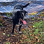 Bamby a rejoint le concours — aidez-le/la à gagner de superbes lots ! dog, black_dog, white_markings, wet_fur, tongue_out, tail, grass, mud, leaves, water, shore, outdoor, nature, playful, animal, canine, riverbank, daylight, happy, pet