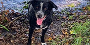 Bamby a rejoint le concours — aidez-le/la à gagner de superbes lots ! dog, black_and_white, tongue_out, water, lake, shore, mud, leaves, grass, wet, outdoor, animal, pet, nature, playful, happy, canine, summer, daylight, dripping