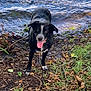 Bamby participe au concours pour gagner de l'argent avec cette photo : dog, black_and_white, tongue_out, water, lake, shore, mud, leaves, grass, wet, outdoor, animal, pet, nature, playful, happy, canine, summer, daylight, dripping