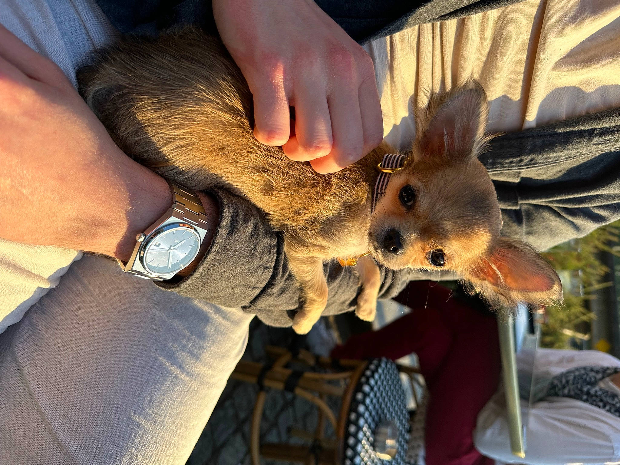 Tiloup a rejoint le concours — aidez-le/la à gagner de superbes lots ! analog_watch, clock, event, falconiformes, fawn, feather, fur, gesture, glove, hat, hunting, marsupial, nail, strap, tail, watch, whiskers, wildlife, wildlife_biologist, wrist