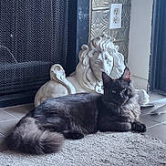 Sunshine joined the competition — help win amazing prizes! cat, longhair_cat, black_cat, fluffy_tail, lion_statue, statue, fireplace, hearth, rug, tile_floor, window, blinds, electrical_outlet, indoor, pet, whiskers, golden_eyes, relaxed, portrait, shadow