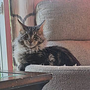 Wyatt is registered to the contest to win money with this photo: cat, pet, maine_coon, fluffy_fur, whiskers, ears, sofa, upholstery, couch, living_room, window, curtain, furniture, portrait, sitting, looking_at_camera, domestic_animal, indoor, table, curious