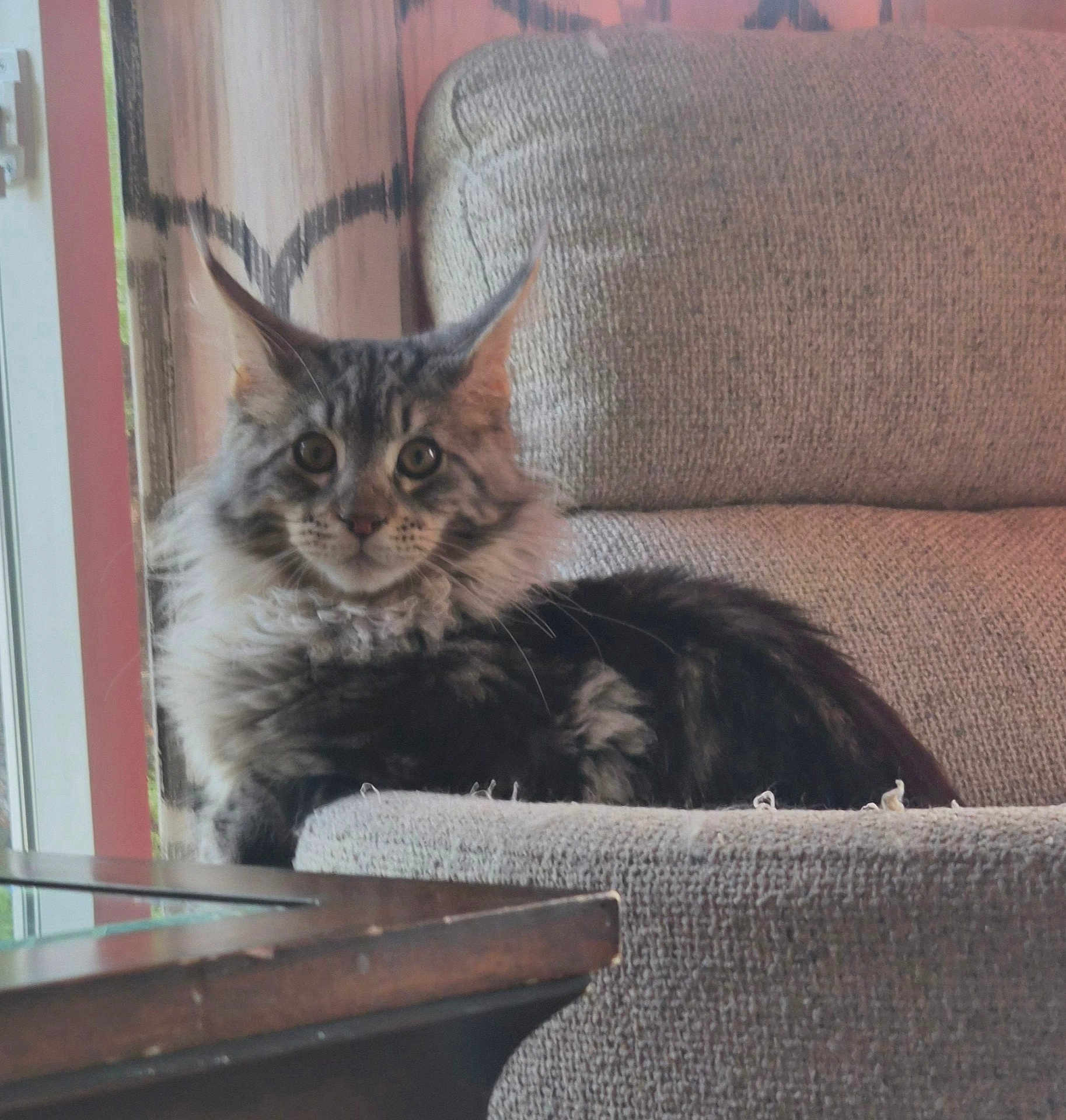 Wyatt is registered to the contest to win money with this photo: cat, pet, maine_coon, fluffy_fur, whiskers, ears, sofa, upholstery, couch, living_room, window, curtain, furniture, portrait, sitting, looking_at_camera, domestic_animal, indoor, table, curious